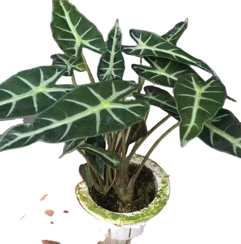 Оптовая продажа, натуральный план philodendron, Alocasia longiloba Miq. Живые растения для украшения