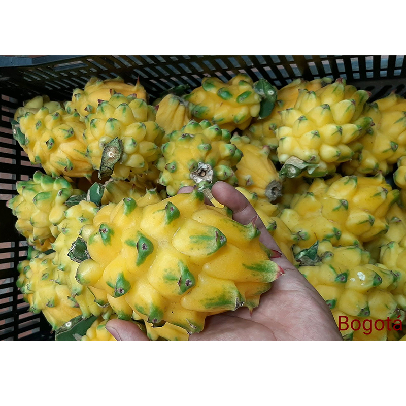 Yellow Fresh Dragon Fruit Tropical Pitaya Fruit with Good Wholesale Price