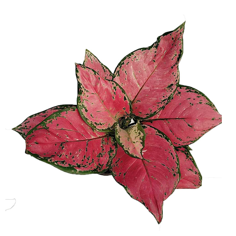 Горячая Распродажа, продвижение живых растений, листва, красные растения Aglaonema spp. Декоративное бонсай красивое комнатное растение