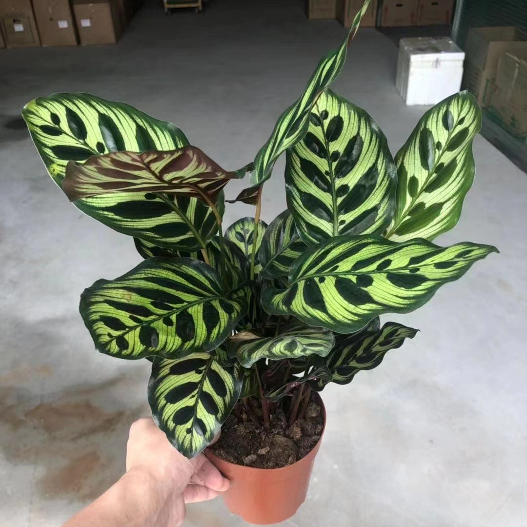 Оптовая продажа, растения с калатеями Aglaonema, живые растения, комнатный бонсай, деревянные растения makoyana