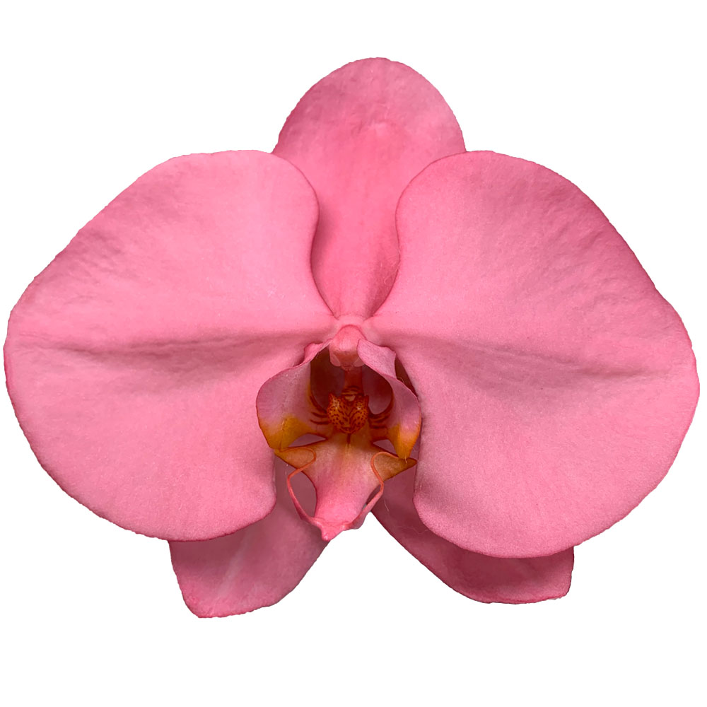 Manufacturers Provide Taiwan Orchids Fresh Cut Flowers Christmas Red Phalaenopsis