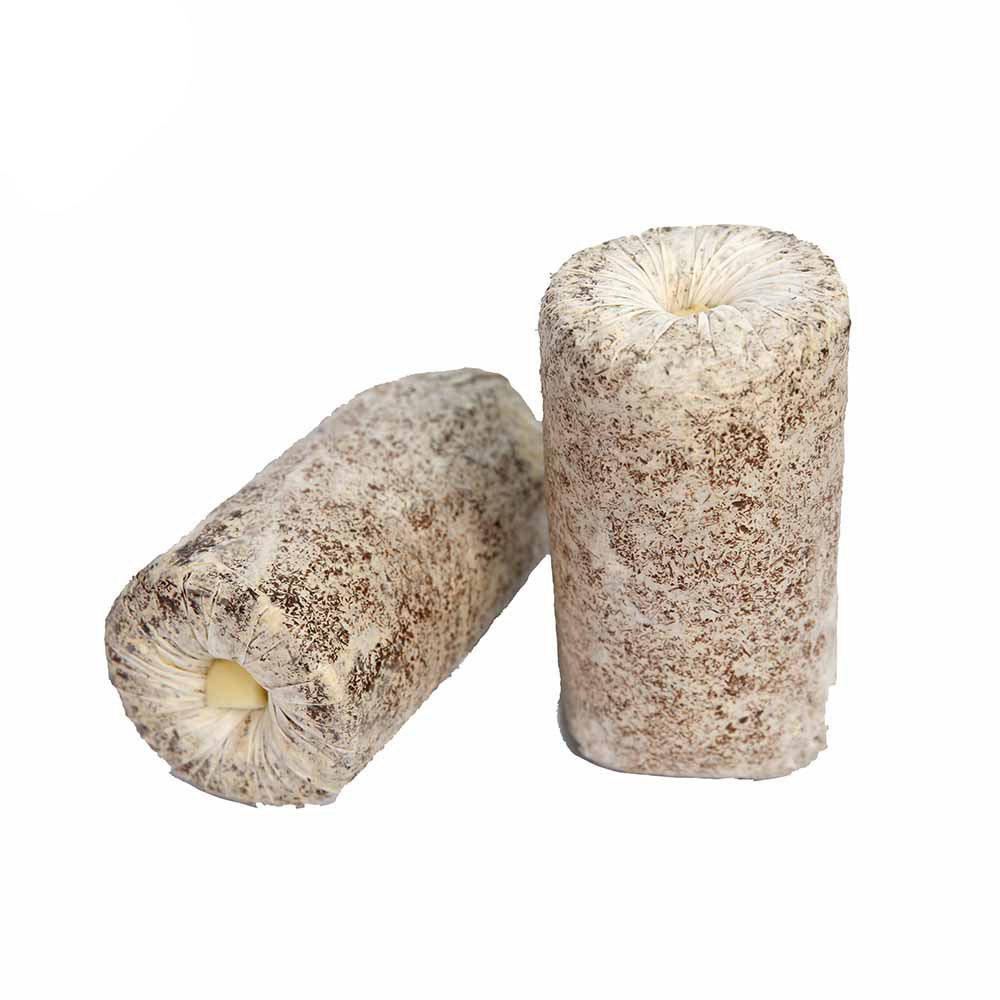 Oyster Mushroom Spawn High Output Oyster mushroom growing kit