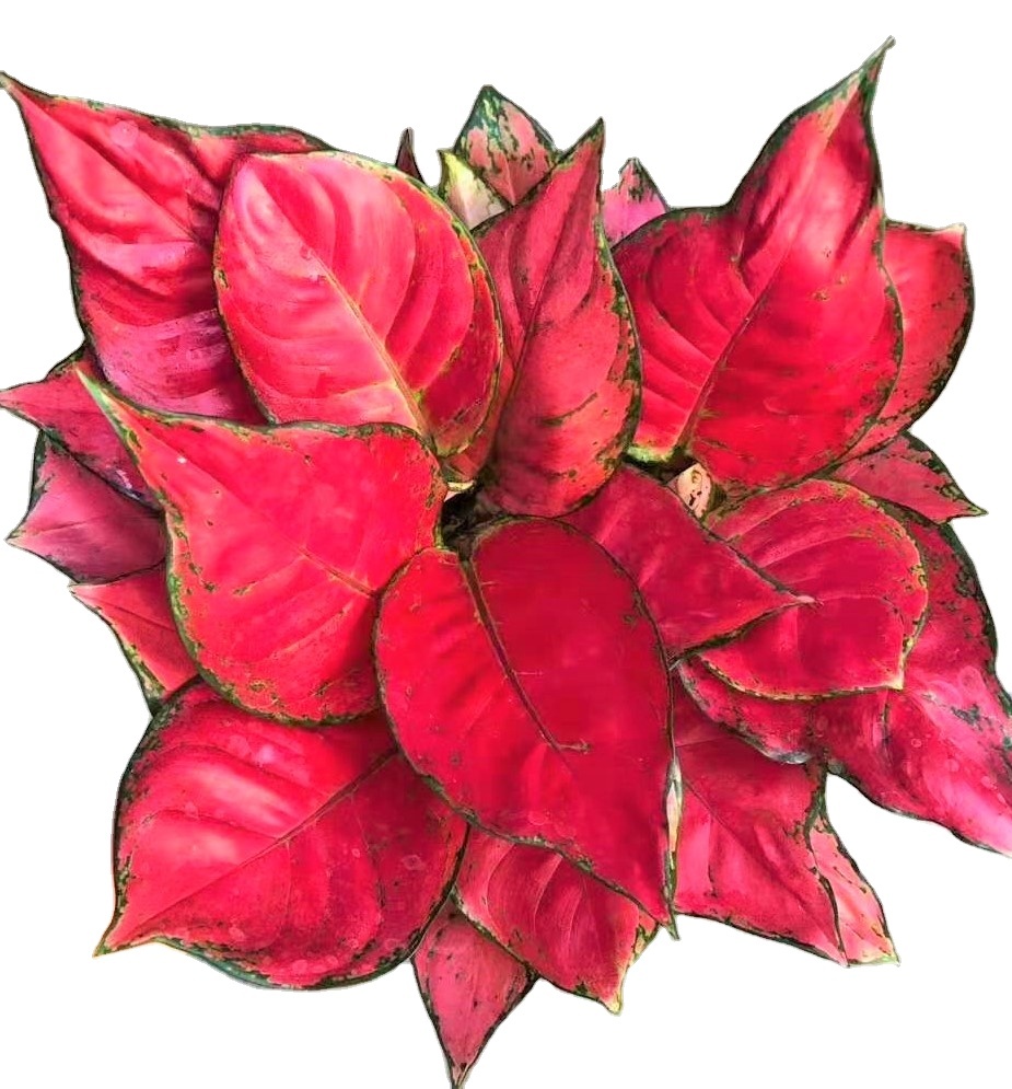 Низкая цена, оптовая продажа, красивые декоративные живые растения Aglaonema, настоящий бонсай