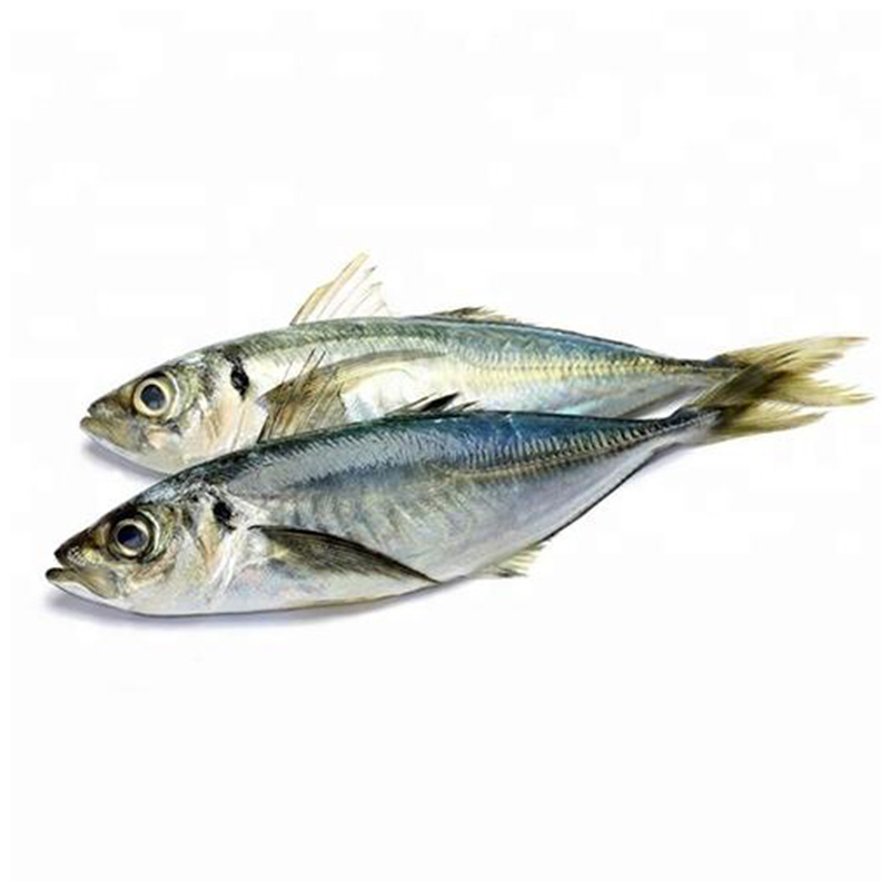 Замороженная рыба trachurus japonicus цельная круглая скумбрия в продаже