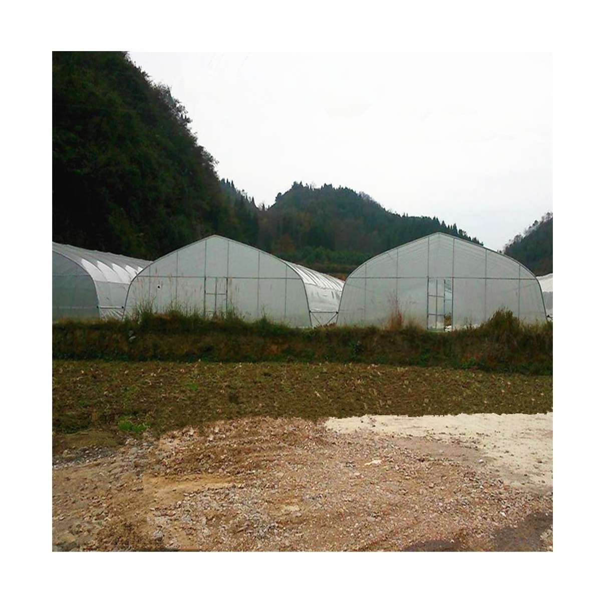 Industrial Commercial Low Cost Long Time Uv Resistant Multi-span Single Span Agricultural Greenhouses