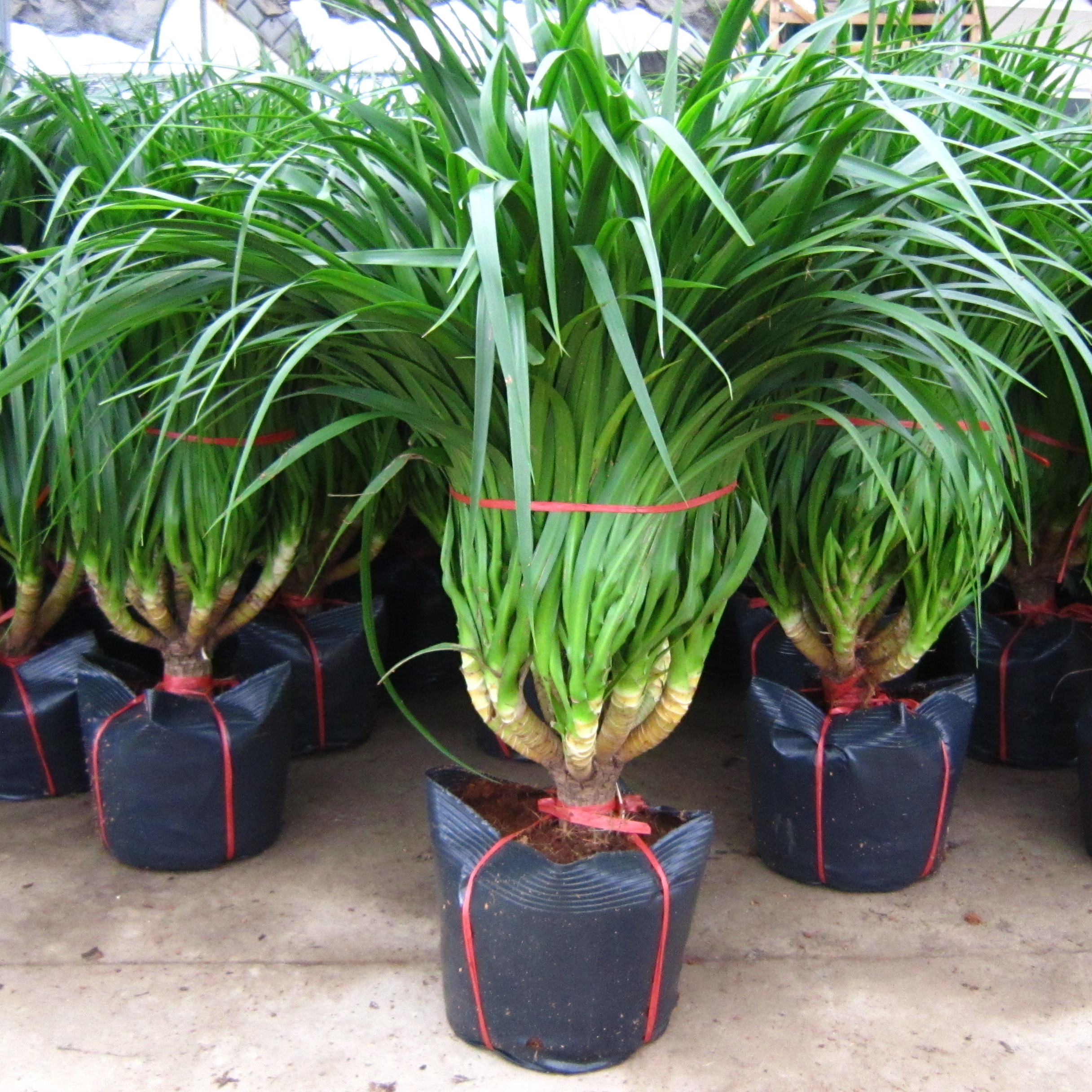 Indoor Dracaena angustifolia