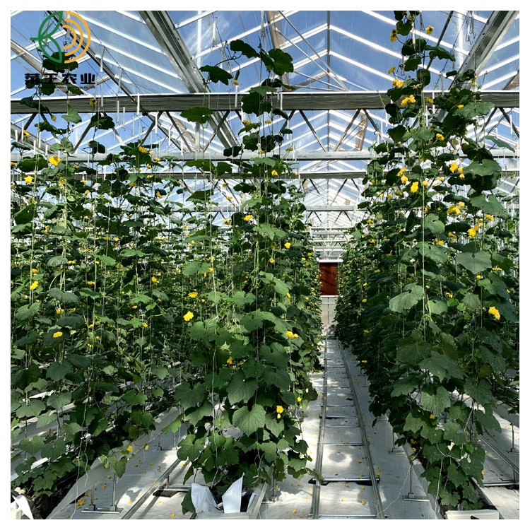 PC/Plastic Film/Glass Agricultural Greenhouse Turnkey Project for Tomato/Cucumber/Pepper Planting