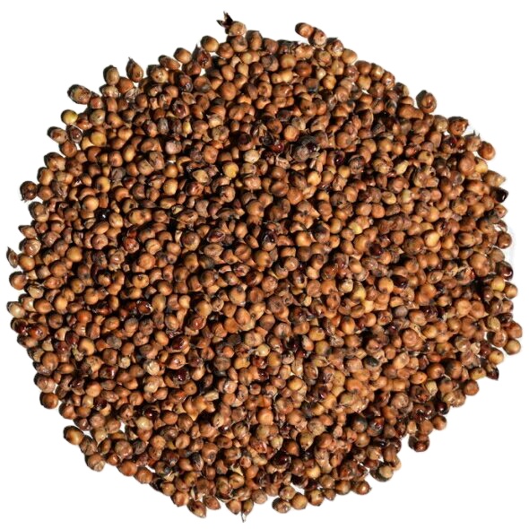 Wholesale Seeds Of Ukrainian origin Red Sorghum for Birds Food
