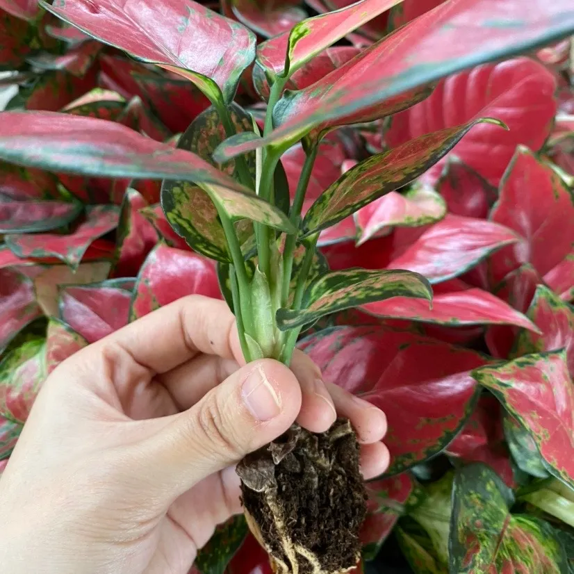 Живые растения Aglaonema красного цвета, посев aglaonema