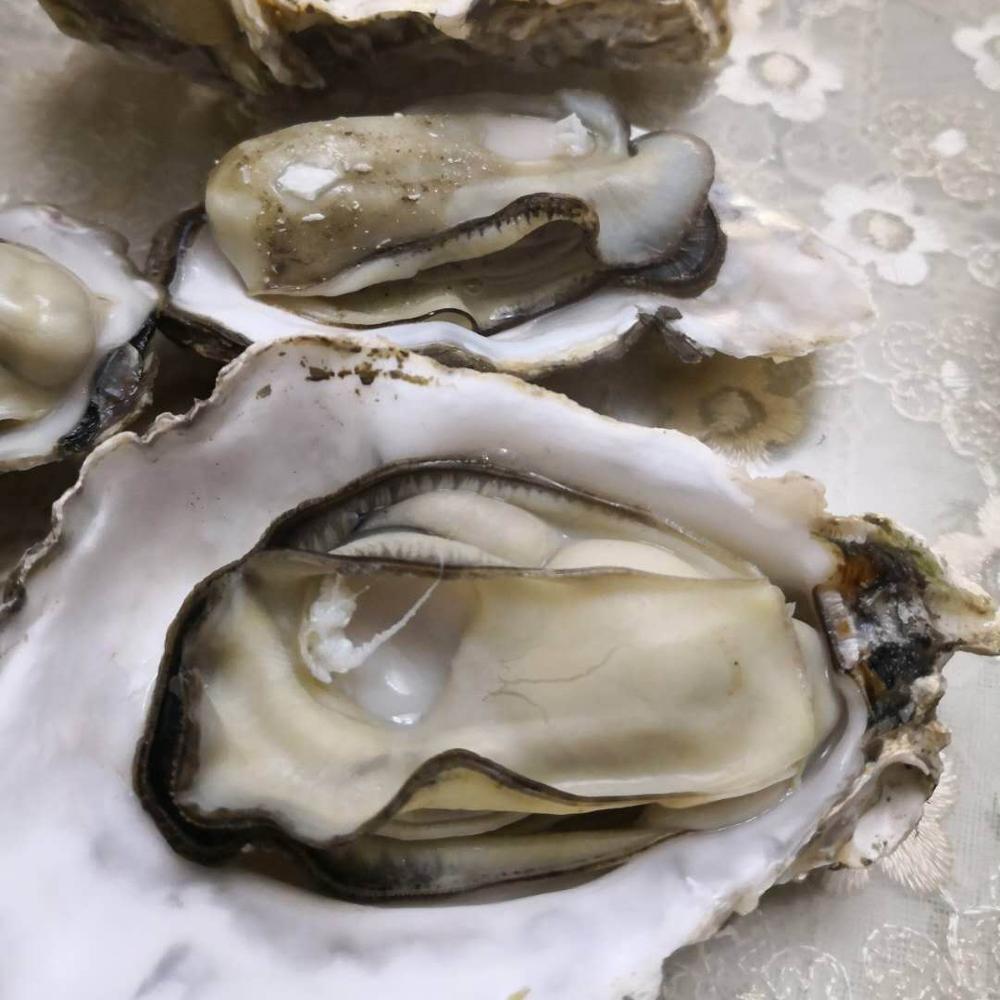 Замороженные устричные морепродукты скорлупы рыбы