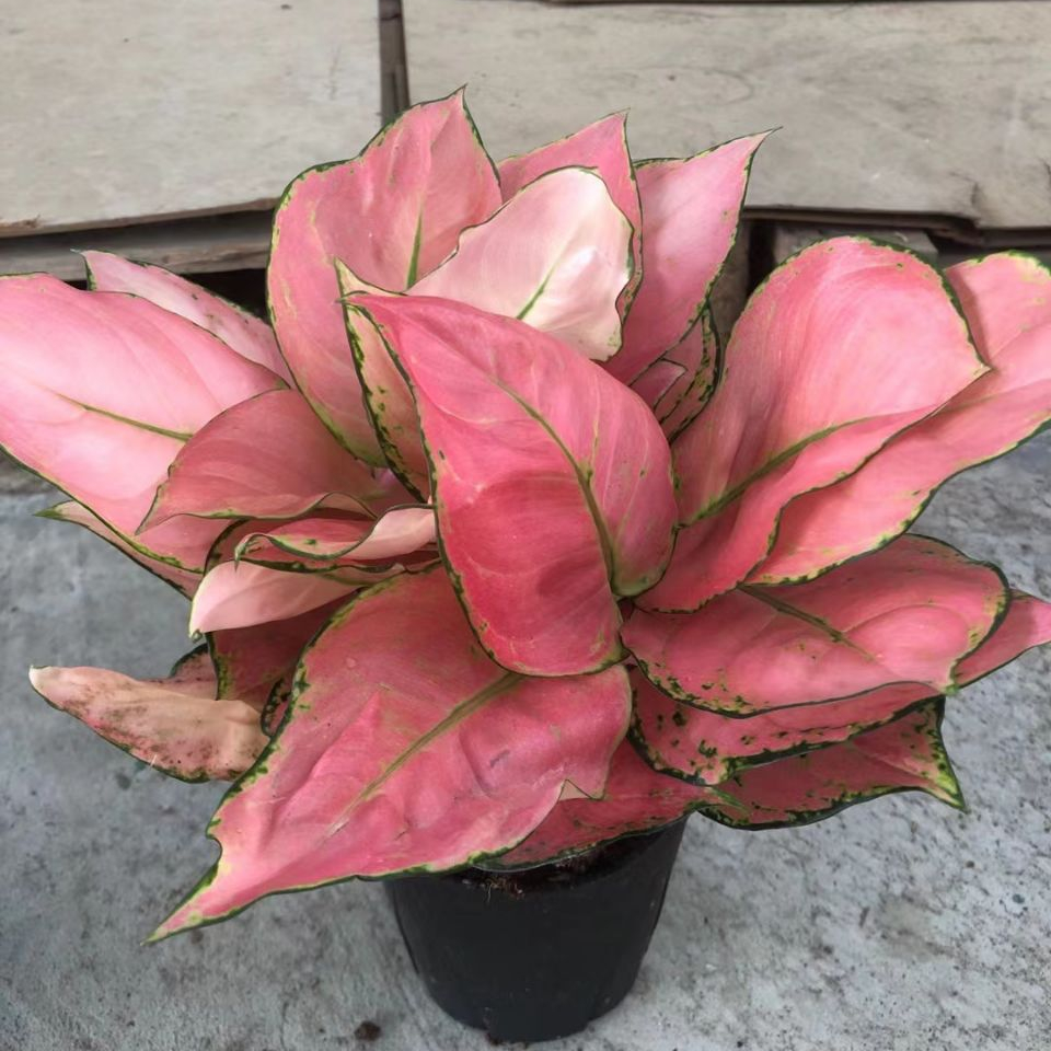 Chilii красный aglaonema счастливый красный розовый красный