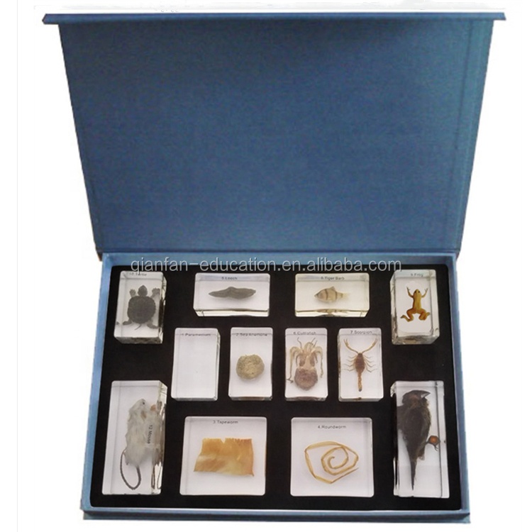 Real Animal Embedded Specimen Resin Educational Equipment Animal Evolution Kits set for Middle School
