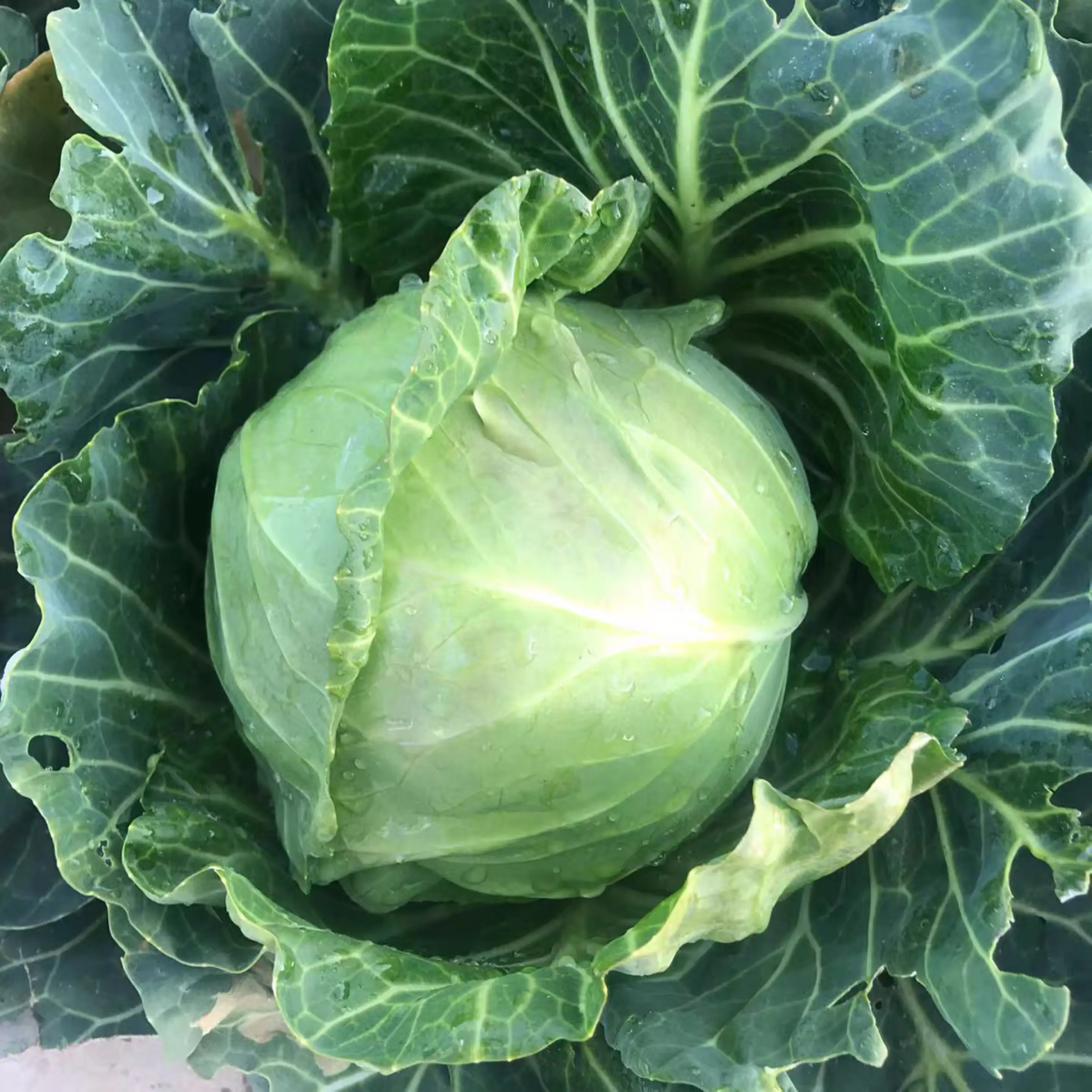 Chinese factory supply new crop of fresh vegetables fresh round and flat cabbages by Chinese cabbage seeds price for sale
