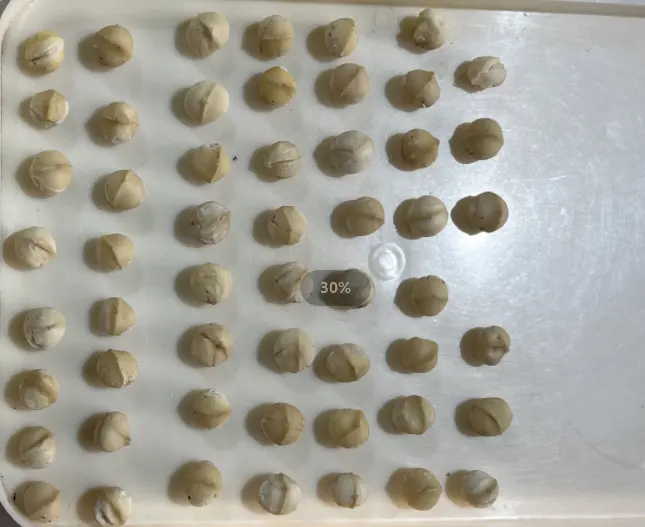 Good Quality Macadamia Nut Kernel China