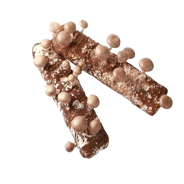 Qihe высокое качество, легковырабатываемые грибы с высокой урожайностью shiitake.