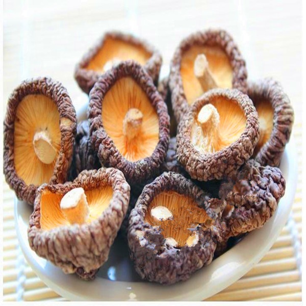 Мешок для выращивания грибов Shiitake