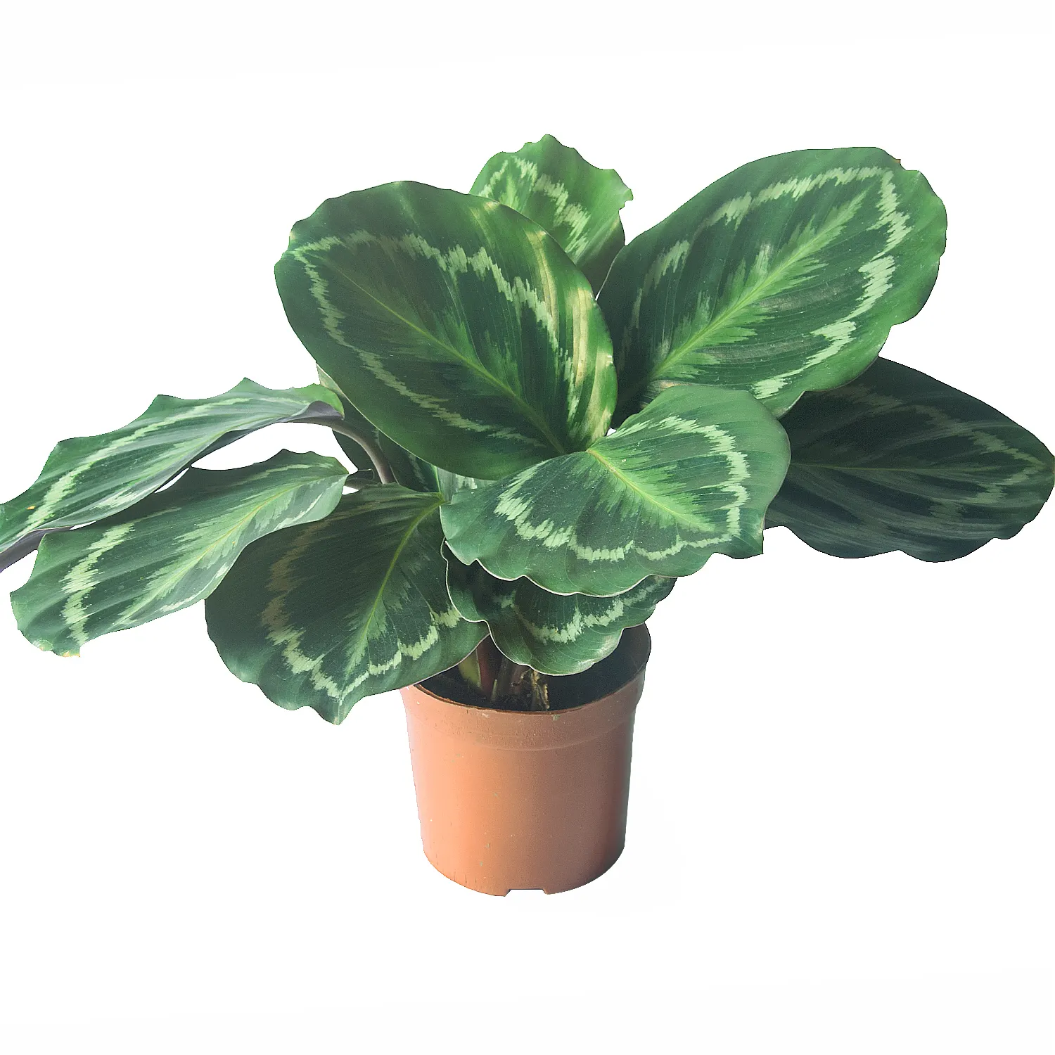 Factory price Calathea roseopicta live plants 110# potted for Indoor decorations