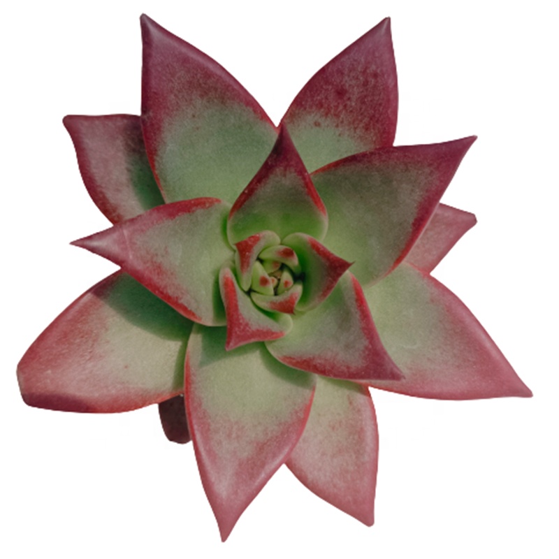 035 Echeveria, красное, светлое растение-суккулент, живое вудовое растение, вариагата, поставщик суккулентов