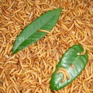 Высокое протеин Сушеные mealworms питания поставки