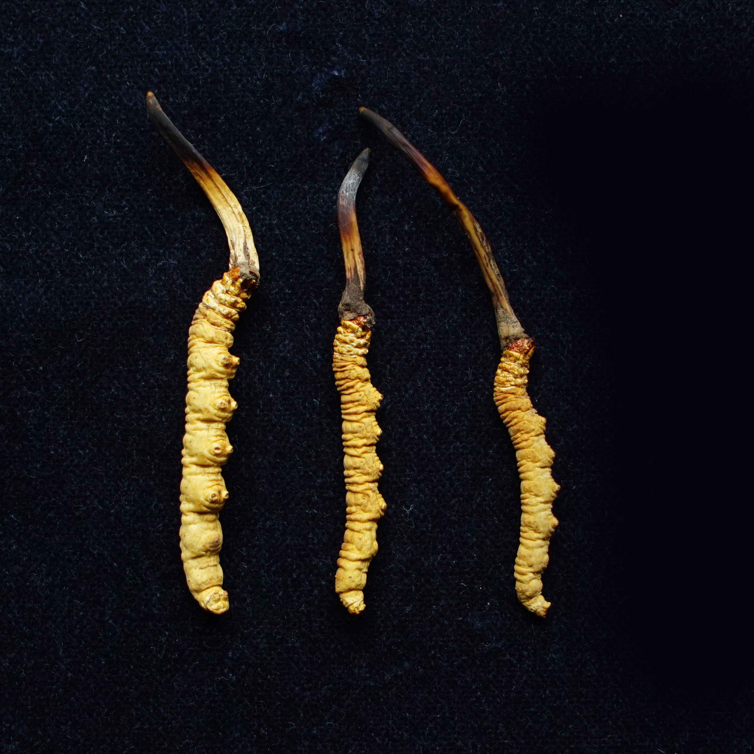 Nagqu Cordyceps sinensis Cordyceps militaris Chinese caterpillar fungus dongchongxiacao