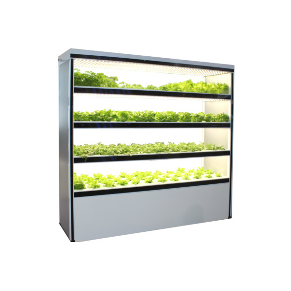 Многофункциональная система выращивания рыбы и овощей Aquaponics в Индии