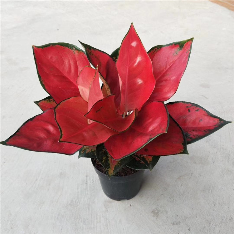 Aglonema suksom jaipong - pohon bunga aglonema suksom
