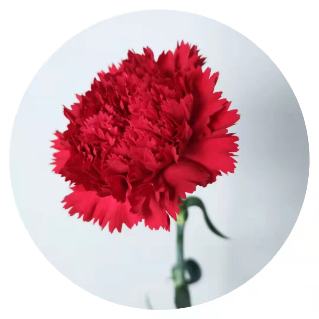 Yuhuiting flower Masters Carnation