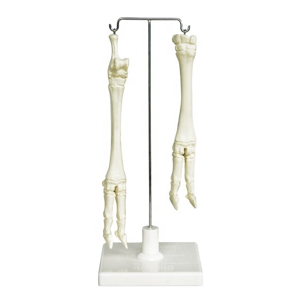 Plastic sheep leg bone
