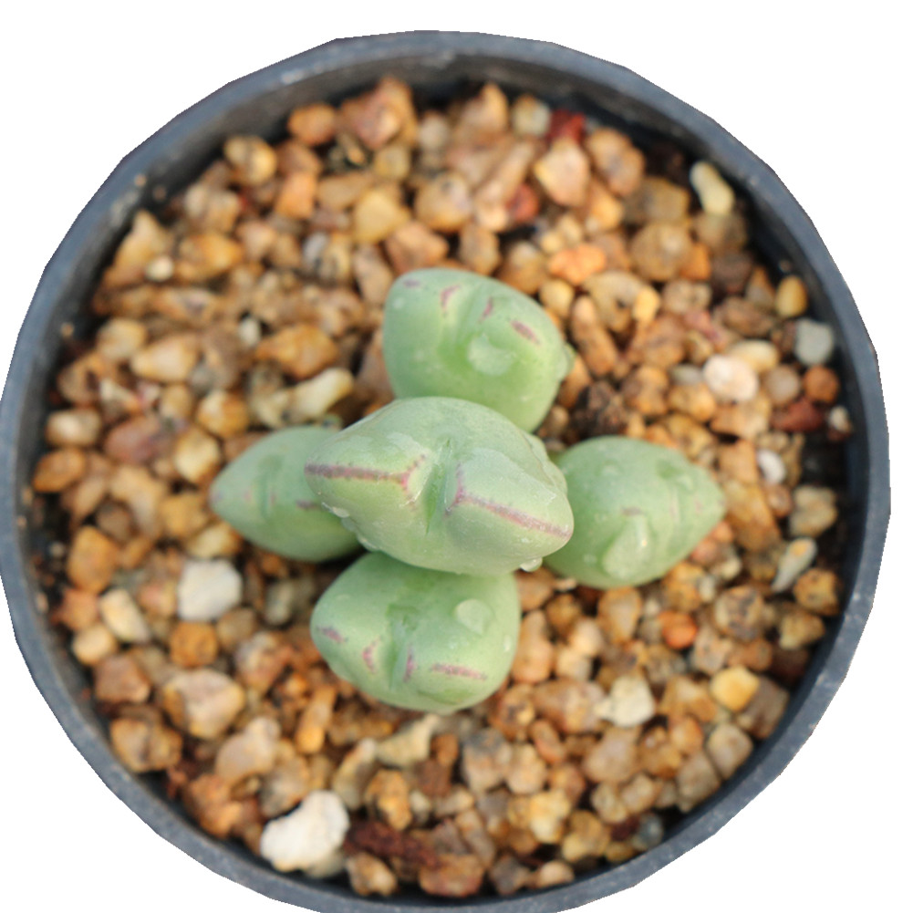 Мини conophytum натуральные суккулентные растения с собственной фермы