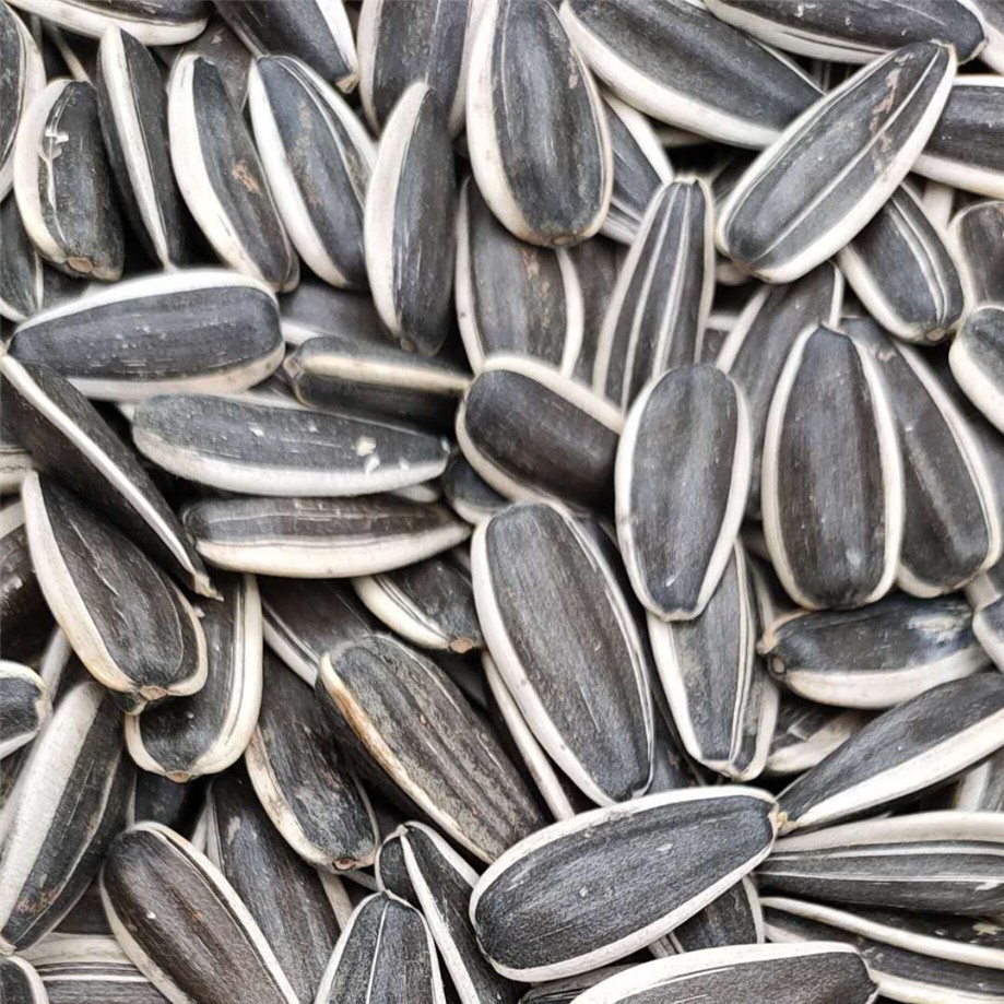 Hot sale Sunflower Seeds 363 in high quality wholesale China origin