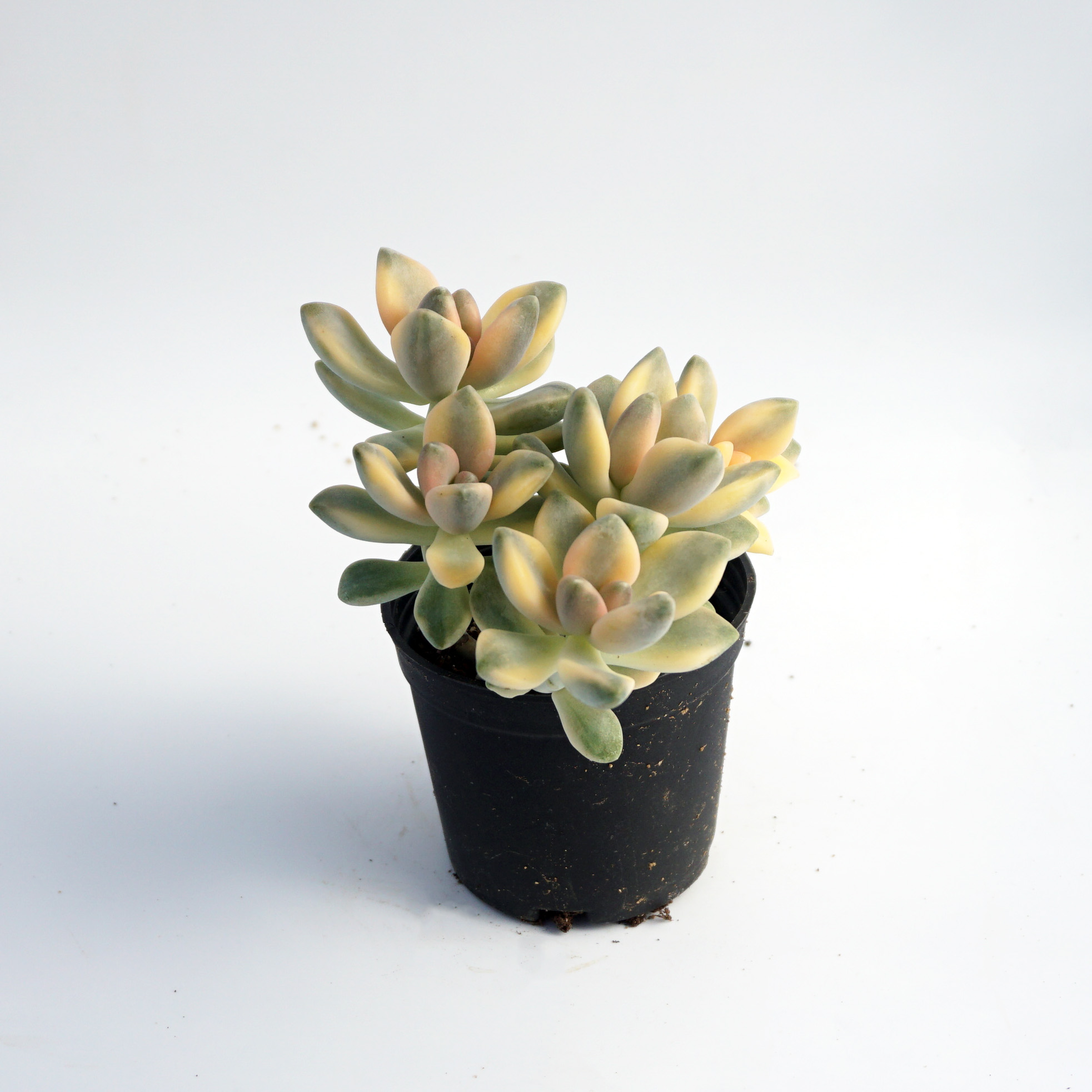 korean succulents live plants natural wholesale mini aquatic echeveria variegated succulent plant
