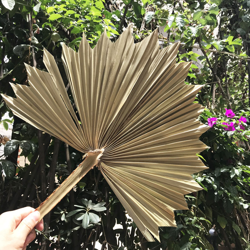 Factory price decoration flower real dried flower natural palm leaf for home decorative