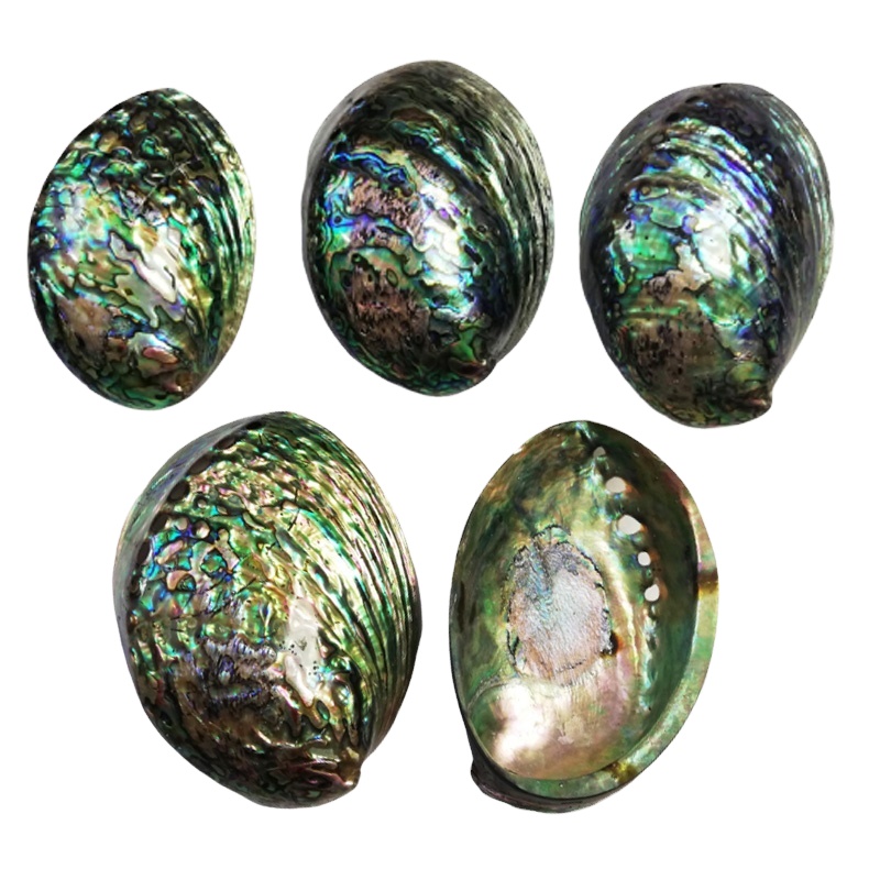 Лидер продаж, корпус Paua из натуральной Новой Зеландии, 12-15 см, полированный, с обеих сторон