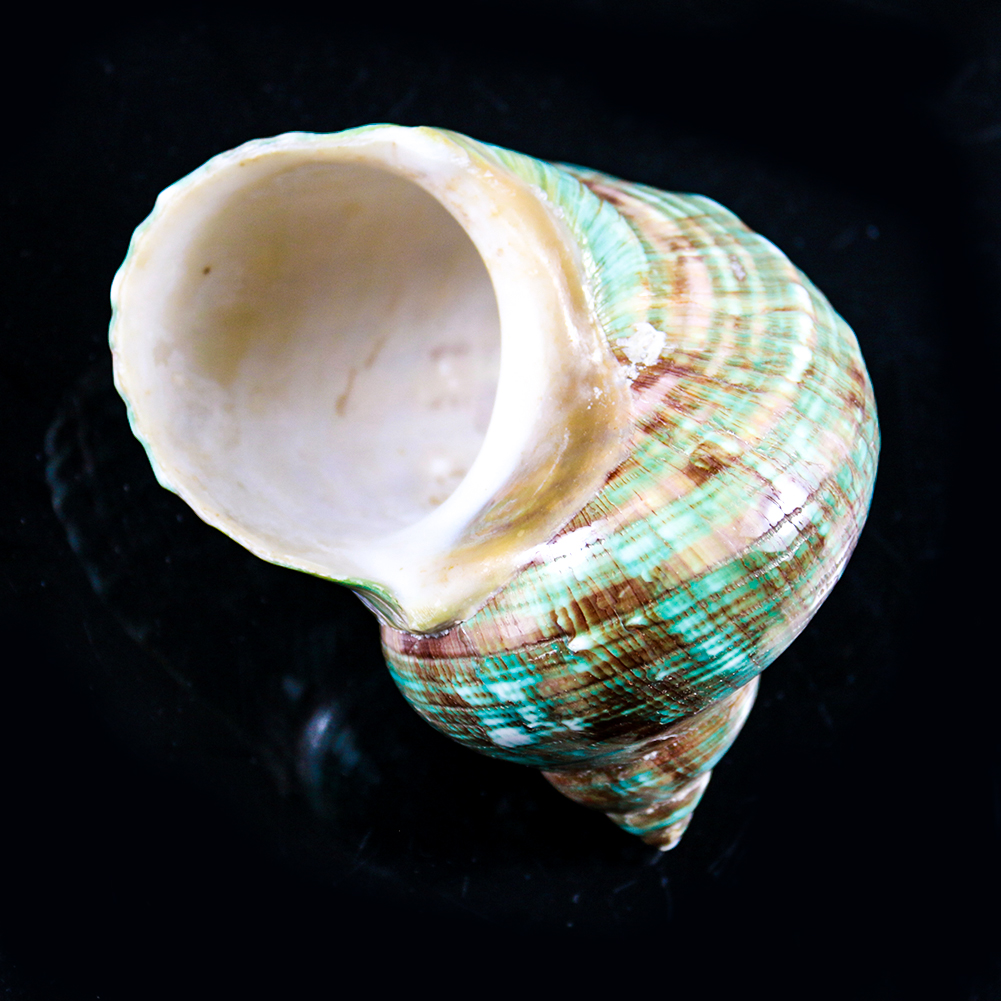 New arrival DIY Sea Shell crafts For Decoration natural conch shell