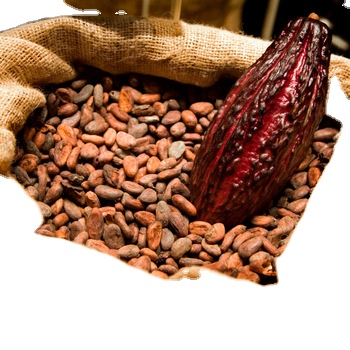 Какао бобы, сушеные какао бобы Criollo, органические жареные какао бобы