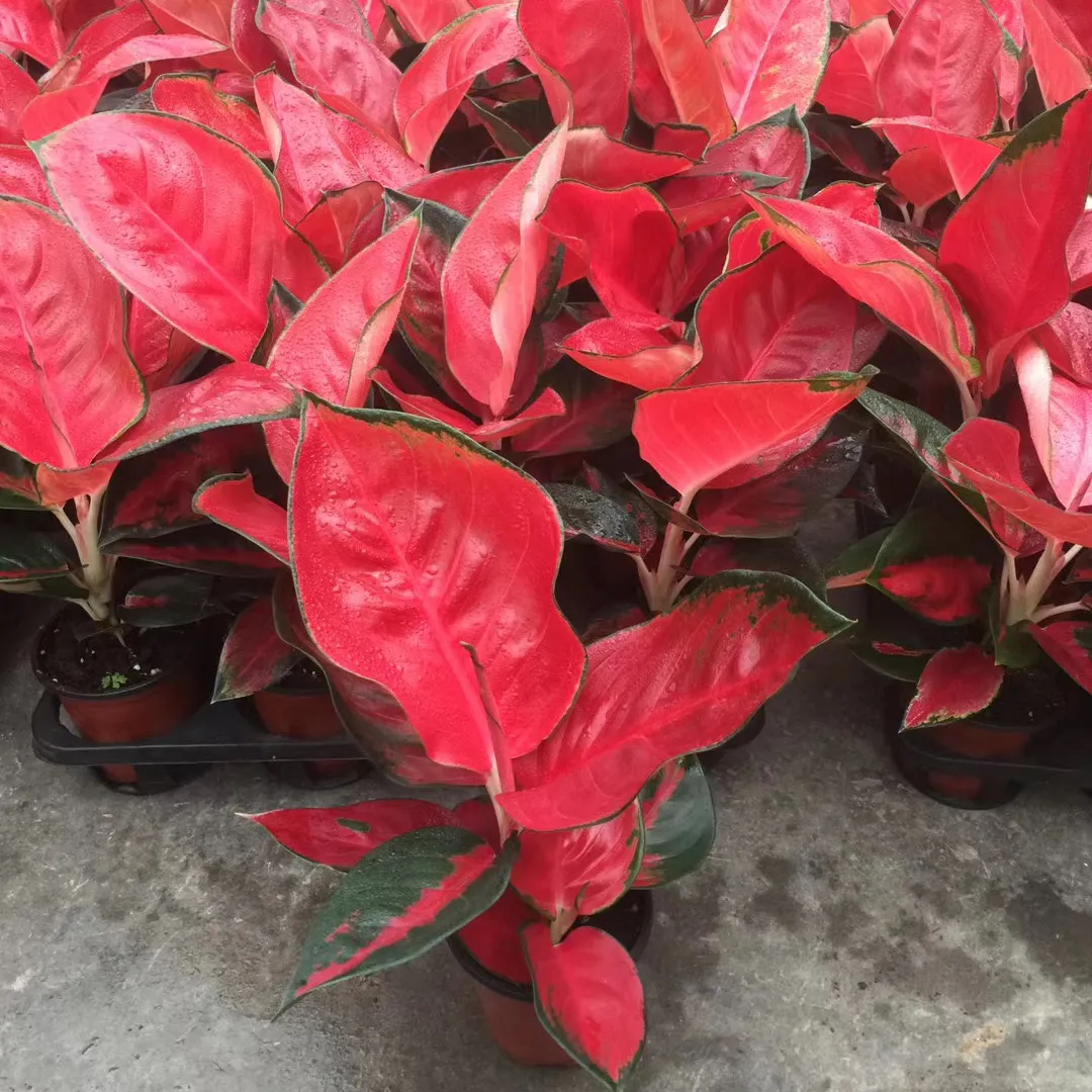 Aglaonema красная Suksom Jaipong aglonema