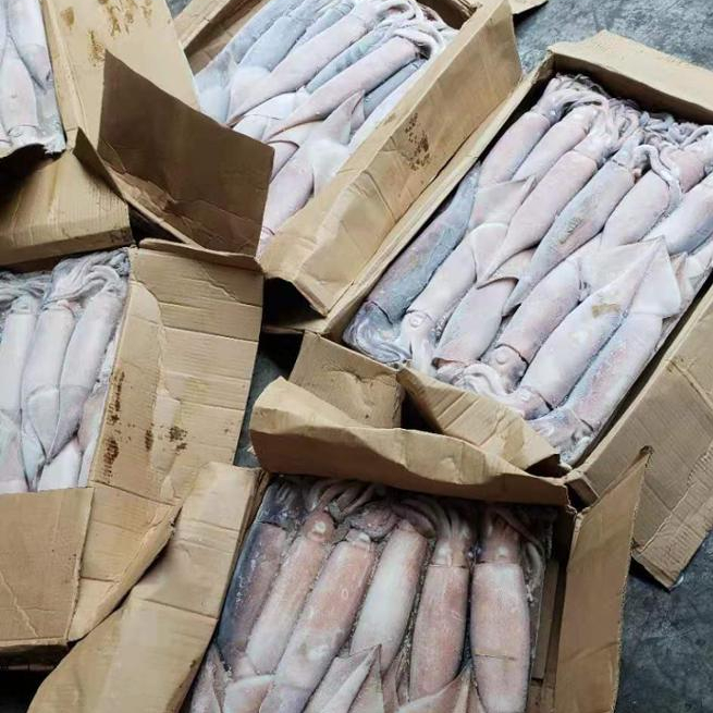 Замороженные морепродукты свежие тодароды кальмары Тихий океан
