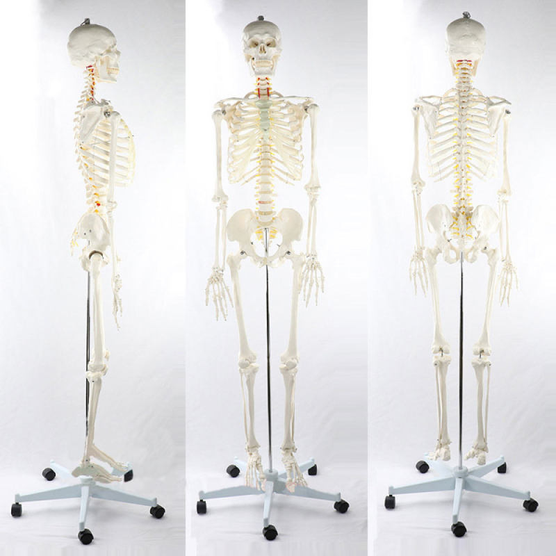 Sciedu Medical Anatomical Human Skeleton Model Teaching Resources Anatomical Model 170 cm Skeleton Anatomical Model