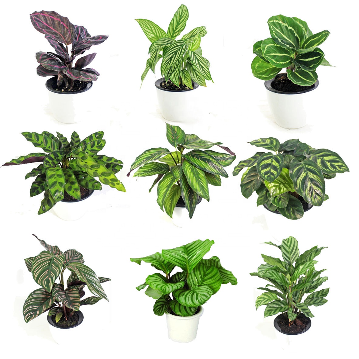 Реальные красивые декоративные живые растения бонсай от Ins Calathea