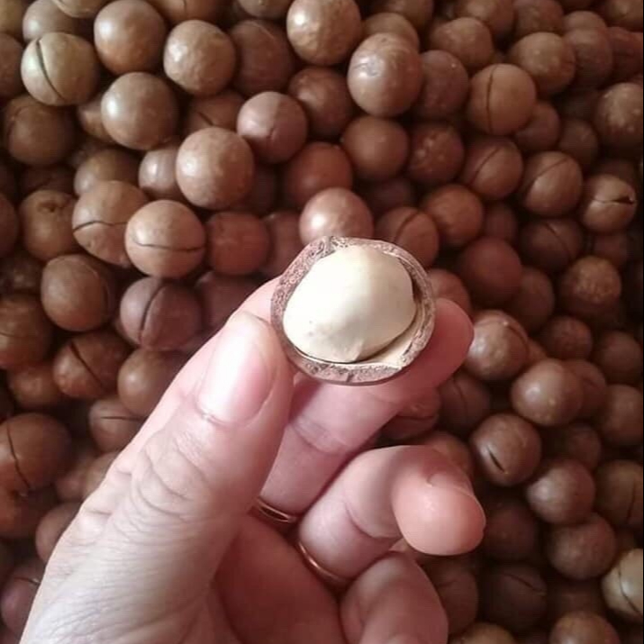 Cheap Price Dried Macadamia Nuts with Shell from Vietnam