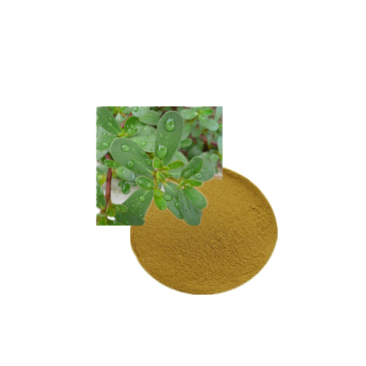 Высокое качество portulaca oleracea экстракт Portulaca oleracea L порошок