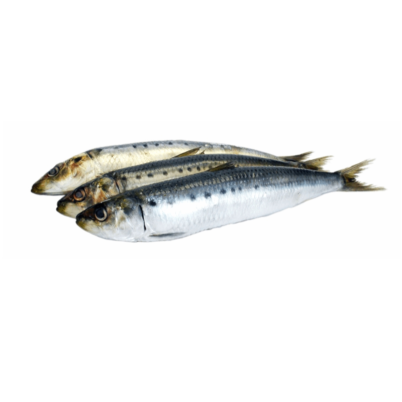 Цельные круглые замороженные сардины для консервирования Saridines