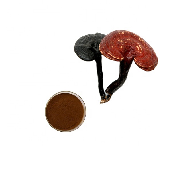 Manufacturer Supply 100%Organic Reishi Mushroom extract Powder 30%Beta glucan