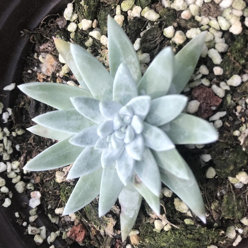 Живые суккуленты Echeveria Dudleya greenei, оптовая продажа, настоящие растения 1,5, экзерофиты для улицы