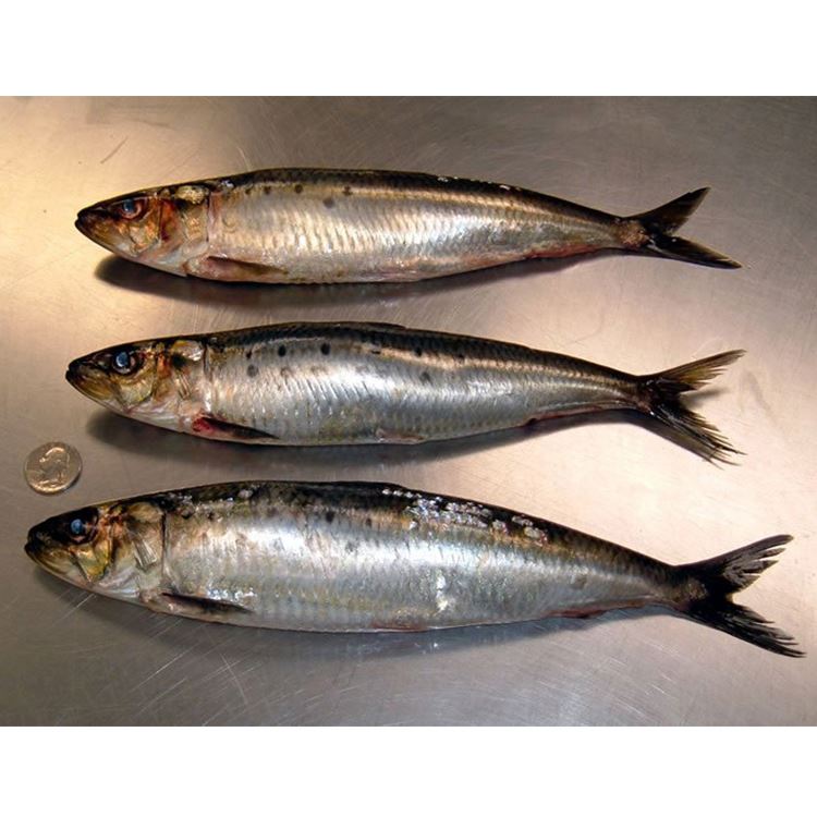 Frozen Sardine Fish For Canned With Good Quality