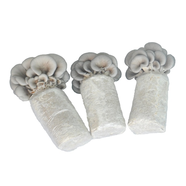 Premium Refrigerated Oyster Mushroom Spawn/Logs NOP/USA Oganic Certified