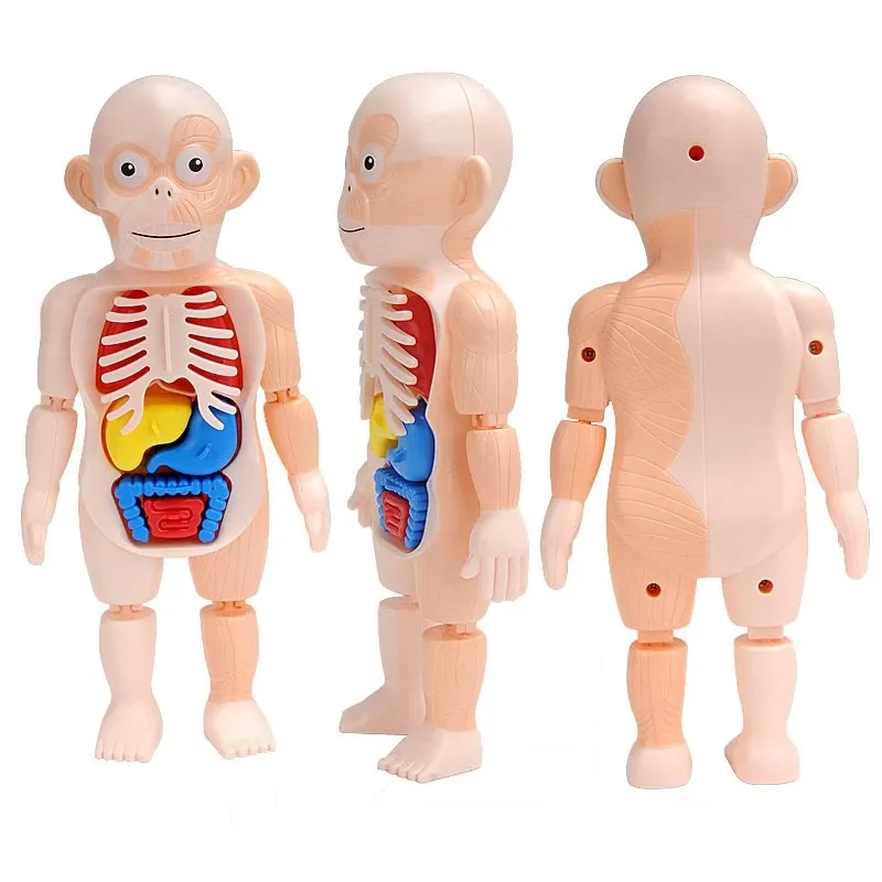 Обучающие наборы для сборки игрушек «сделай сам», инструменты для обучения телу, 3D пазл Монтессори, модель анатомии человеческого тела, игрушка