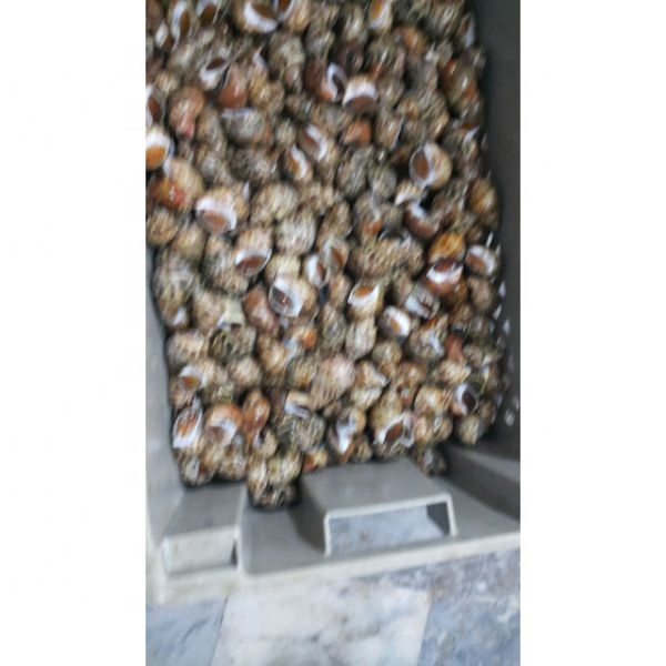 BQF Замороженные верхняя оболочка из Пакистана морепродукты Сделано в Китае