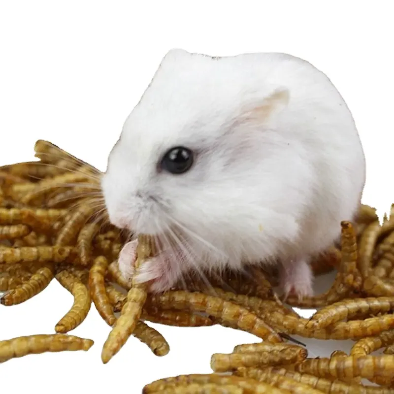 Factory wholesale dried mealworms for Animal Food hamster snacks