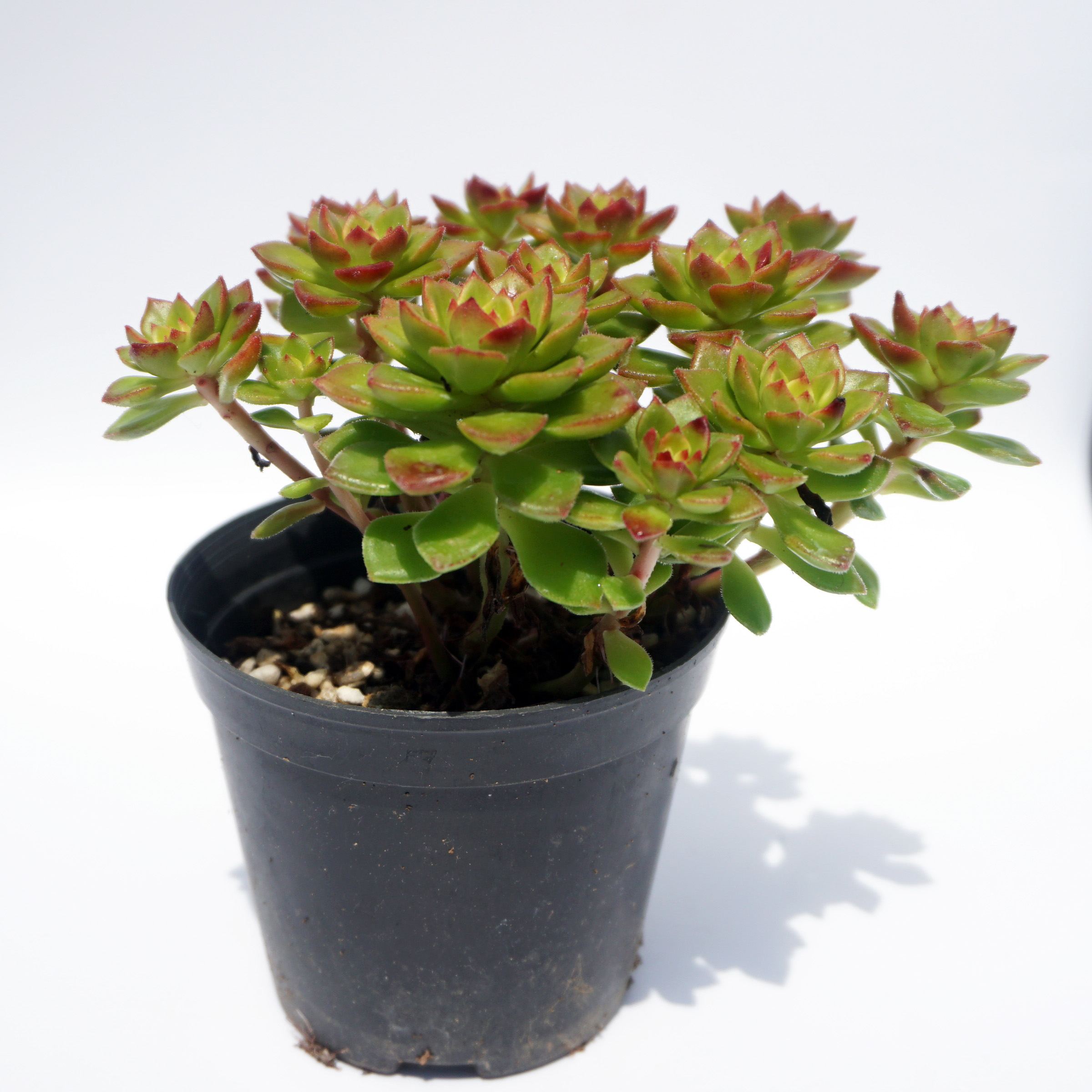 China live plants wholesale suculentas natural ornamental rare crassula succulent plants